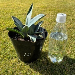 12.アガベ・アメリカーナ（リュウゼツラン）の画像