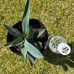 12.アガベ・アメリカーナ（リュウゼツラン）の画像