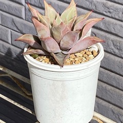 2024.9.13①   多肉植物　マディバの画像