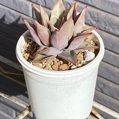 2024.9.13②   多肉植物　マディバの画像