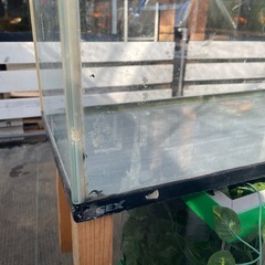 GEX６０センチ水槽の画像