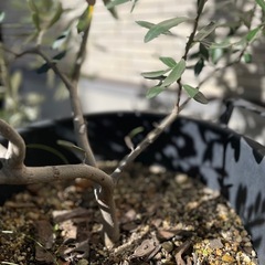 オリーブ 鉢植えの画像