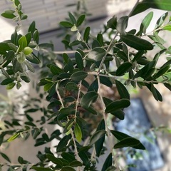 オリーブ 鉢植えの画像