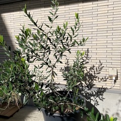 オリーブ 鉢植えの画像