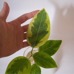 フィカス・アルテシーマ　水差し　の画像