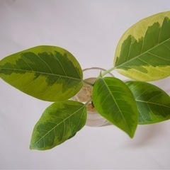 フィカス・アルテシーマ　水差し　の画像