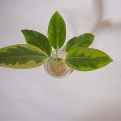 フィカス・アルテシーマ　水差し　の画像