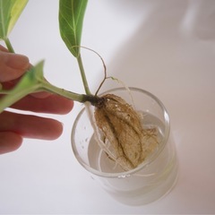 フィカス・アルテシーマ　水差し　の画像