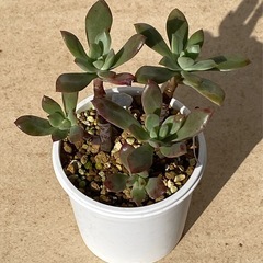 2024.11.26⑤   多肉植物　ミニベルの画像