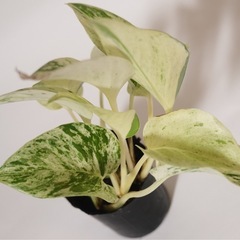 ポトス・マーブルクイーン(挿し木3本)の画像