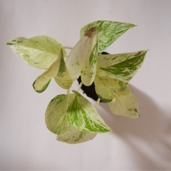 ポトス・マーブルクイーン(挿し木3本)の画像