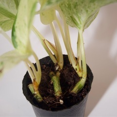 ポトス・マーブルクイーン(挿し木3本)の画像