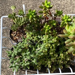 2024.12.8①   多肉植物　8ポットセット500円の画像