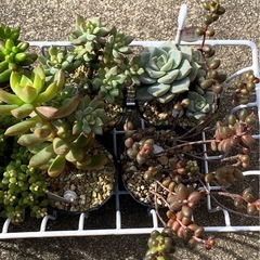 2024.12.8①   多肉植物　8ポットセット500円の画像