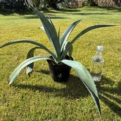 ④アガベ・アメリカーナ（リュウゼツラン）の画像