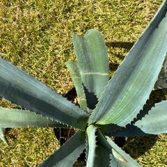 ④アガベ・アメリカーナ（リュウゼツラン）の画像