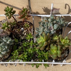 2024.12.8②   多肉植物　7ポットセット500円の画像