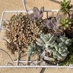 2024.12.8②   多肉植物　7ポットセット500円の画像