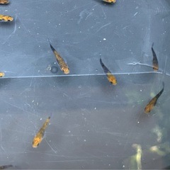 受け渡し待ち中　
めだか（煌ラメ）の画像