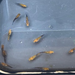 受け渡し待ち中　
めだか（煌ラメ）の画像