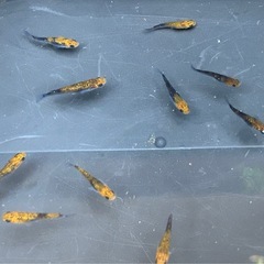 受け渡し待ち中　
めだか（煌ラメ）の画像