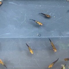 受け渡し待ち中　
めだか（煌ラメ）の画像