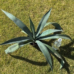 ⑤アガベ・アメリカーナ（リュウゼツラン）の画像