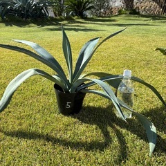 ⑤アガベ・アメリカーナ（リュウゼツラン）の画像