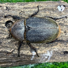 DHヘラクレスオオカブト ♀（BULL in）　の画像