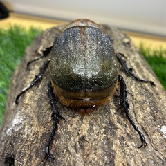 DHヘラクレスオオカブト ♀（BULL in）　の画像