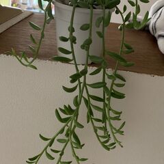 ネックレスの画像