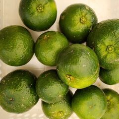 タルガヨー 1kgの画像