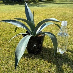 ⑥アガベ・アメリカーナ（リュウゼツラン）の画像