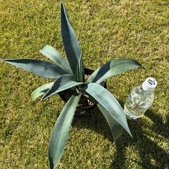⑥アガベ・アメリカーナ（リュウゼツラン）の画像