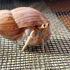 オカヤドカリ　Lサイズ？　2匹の画像