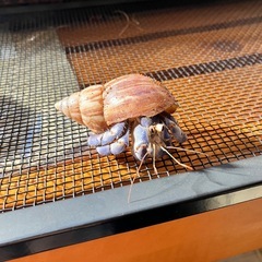 オカヤドカリ　Lサイズ？　2匹の画像