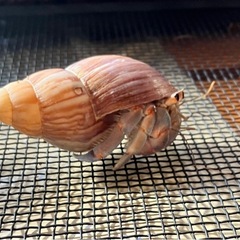 オカヤドカリ　Lサイズ？　2匹の画像