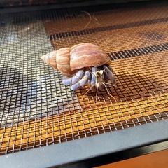 オカヤドカリ　Lサイズ？　2匹の画像