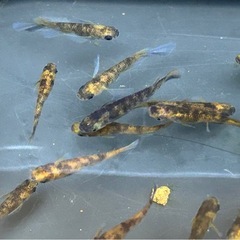 受け渡し待ち中　
めだか（しまじろう）の画像