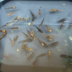 受け渡し待ち中　
めだか（しまじろう）の画像