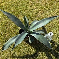 ⑦アガベ・アメリカーナ（リュウゼツラン）の画像