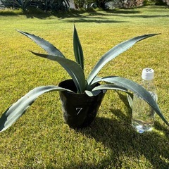 ⑦アガベ・アメリカーナ（リュウゼツラン）の画像