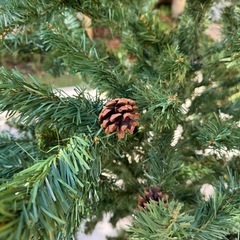 【国分寺市】クリスマスツリー　2メートル　の画像