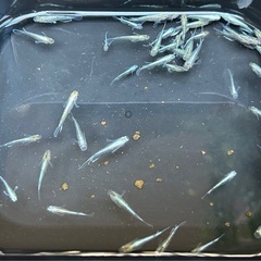 受け渡し待ち中　
めだか（エメキン）の画像