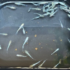 受け渡し待ち中　
めだか（エメキン）の画像