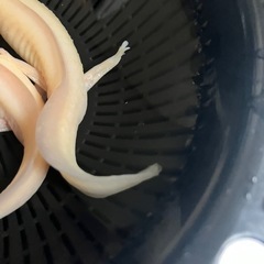 ウーパールーパー　ゴールデン　2匹の画像