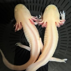 ウーパールーパー　ゴールデン　2匹の画像