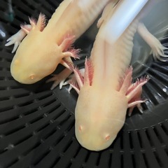 ウーパールーパー　ゴールデン　2匹の画像