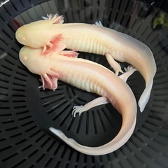 ウーパールーパー　ゴールデン　2匹の画像