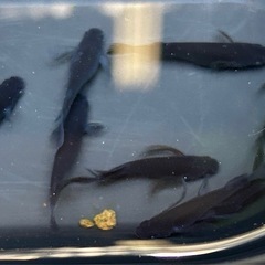 めだか（黒閃）の画像